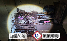 蟻巢清理後的白蟻